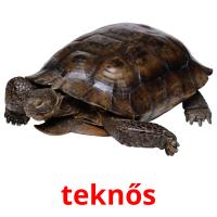 teknős card for translate