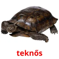 teknős Bildkarteikarten