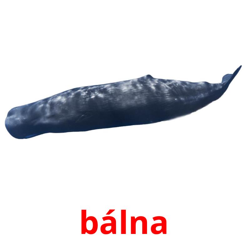 bálna picture flashcards