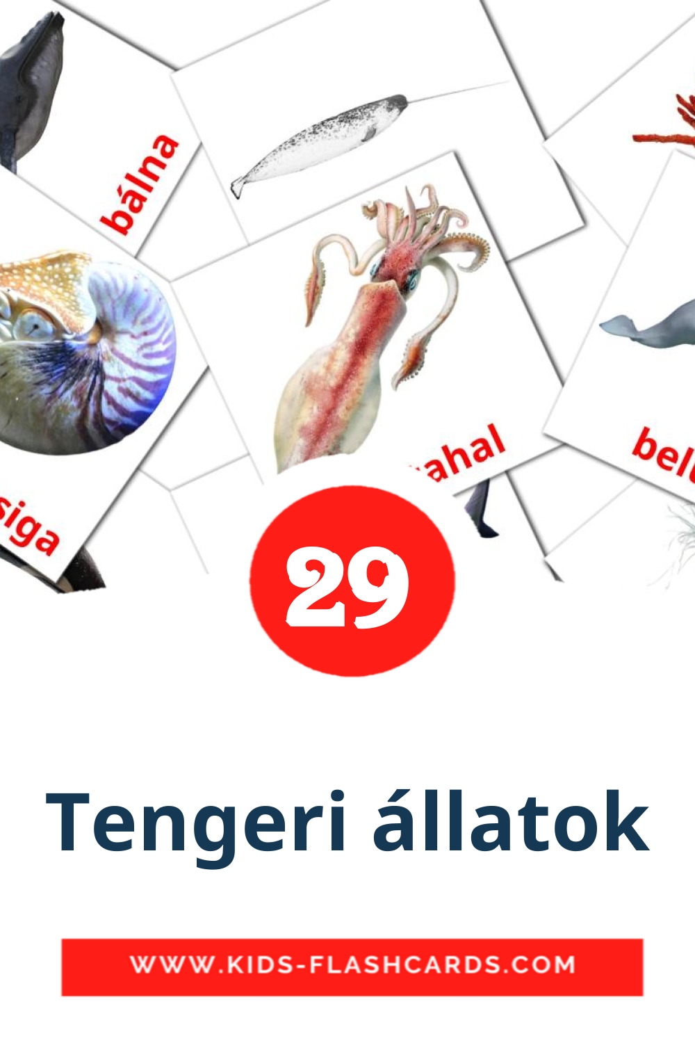 29 Tengeri állatok Picture Cards for Kindergarden in hungarian