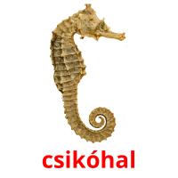 csikóhal picture flashcards