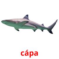 cápa picture flashcards