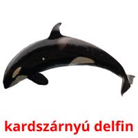 kardszárnyú delfin Tarjetas didacticas
