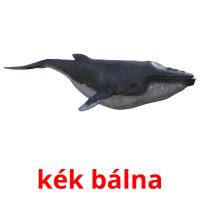 kék bálna picture flashcards