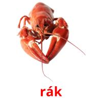 rák picture flashcards