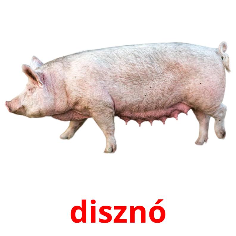 disznó picture flashcards