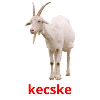 kecske picture flashcards