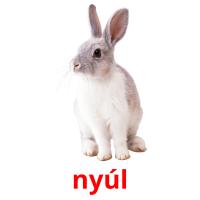 nyúl picture flashcards
