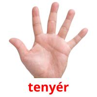 tenyér picture flashcards