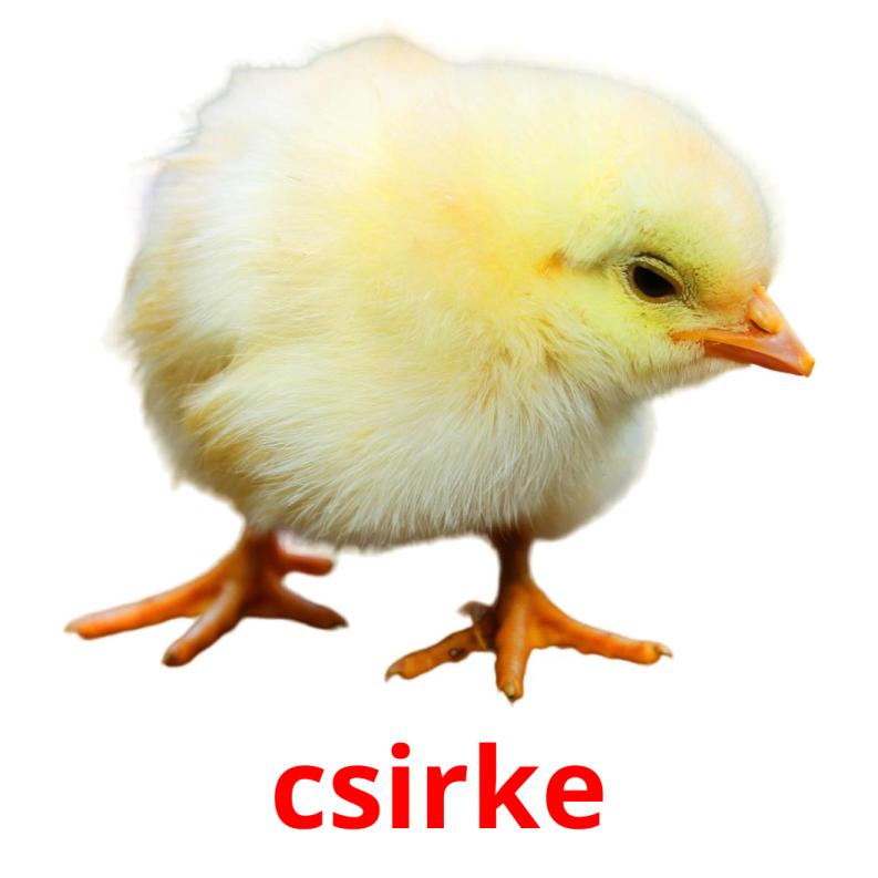 csirke picture flashcards