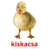 kiskacsa Bildkarteikarten