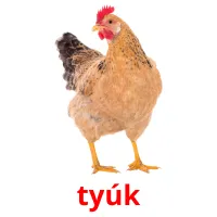 tyúk Bildkarteikarten