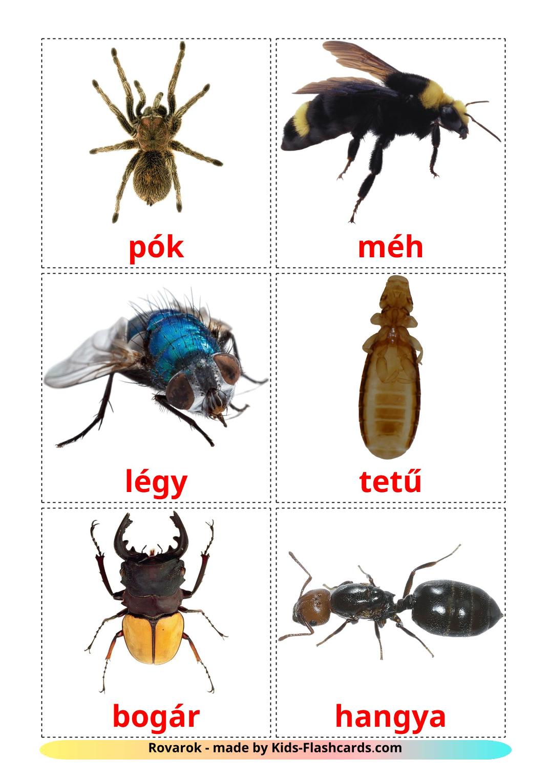 Insects - 23 Free Printable hungarian Flashcards 