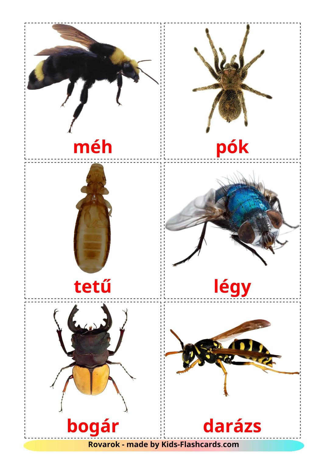 Insects - 24 Free Printable hungarian Flashcards 