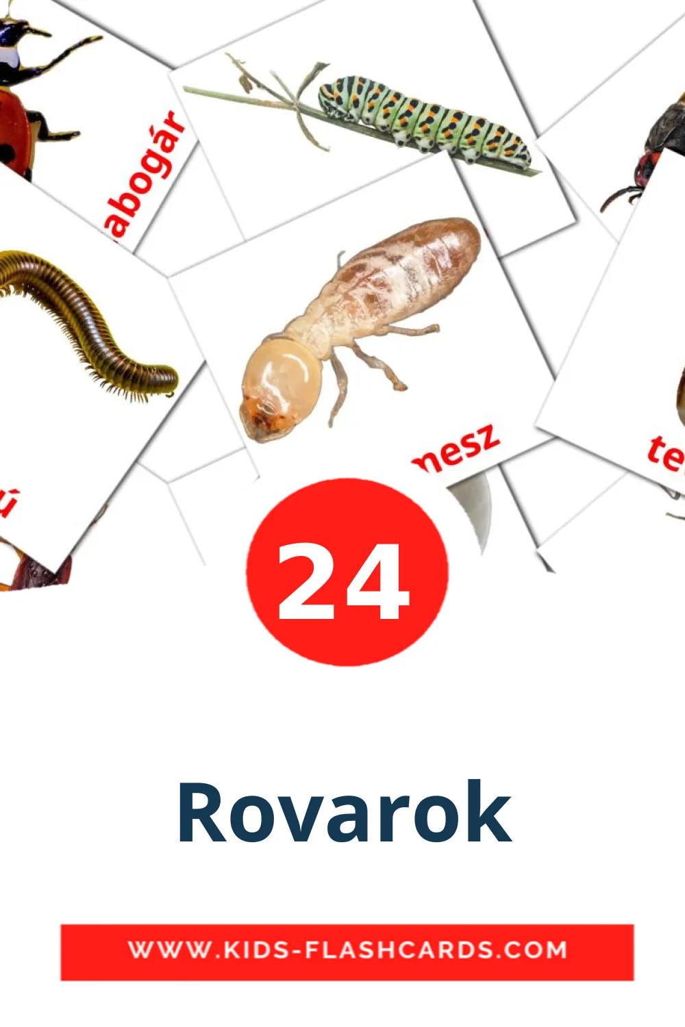 24 Rovarok Picture Cards for Kindergarden in hungarian