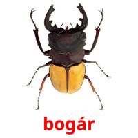 bogár card for translate