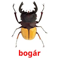 bogár picture flashcards