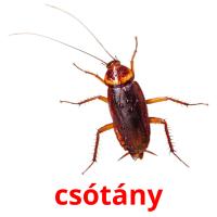 csótány card for translate