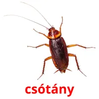 csótány picture flashcards