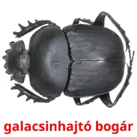 galacsinhajtó bogár picture flashcards