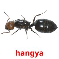 hangya picture flashcards