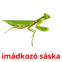 imádkozó sáska picture flashcards