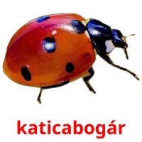 katicabogár picture flashcards