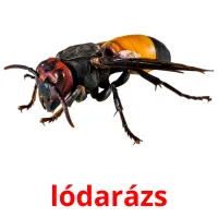 lódarázs picture flashcards