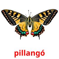 pillangó card for translate