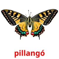 pillangó picture flashcards