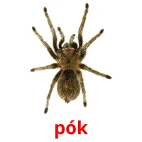 pók picture flashcards