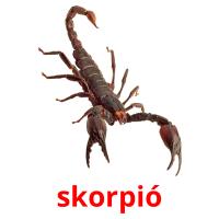 skorpió picture flashcards