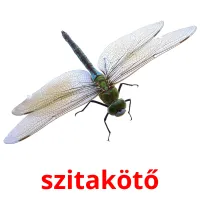 szitakötő picture flashcards