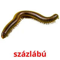 százlábú picture flashcards