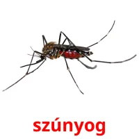 szúnyog picture flashcards