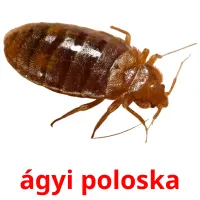 ágyi poloska picture flashcards