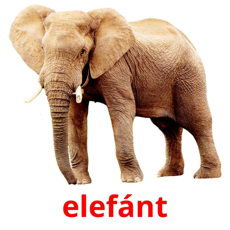 elefánt picture flashcards