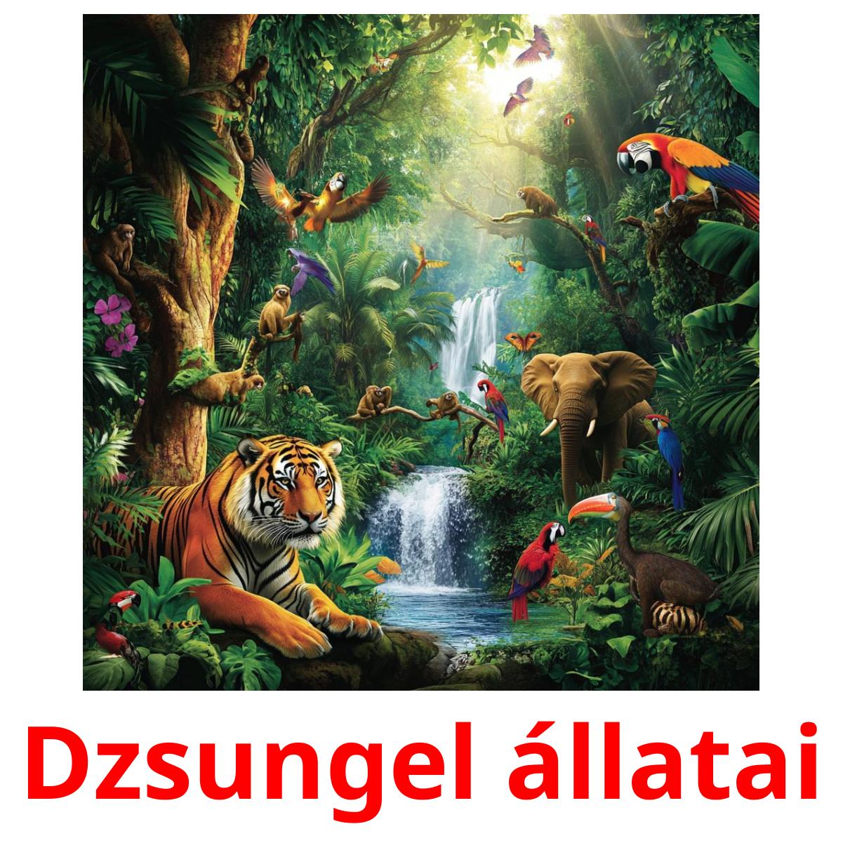 Dzsungel állatai picture flashcards