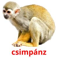 csimpánz picture flashcards
