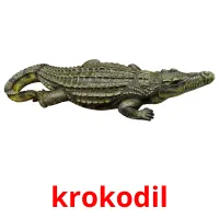 krokodil cartões com imagens