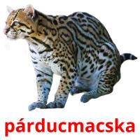 párducmacska picture flashcards