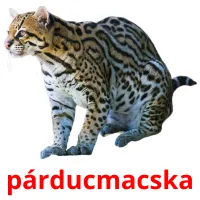 párducmacska cartões com imagens