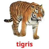 tigris cartões com imagens