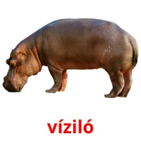 víziló cartões com imagens