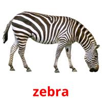 zebra picture flashcards
