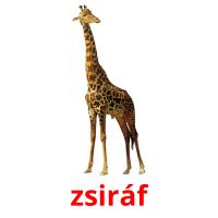 zsiráf picture flashcards