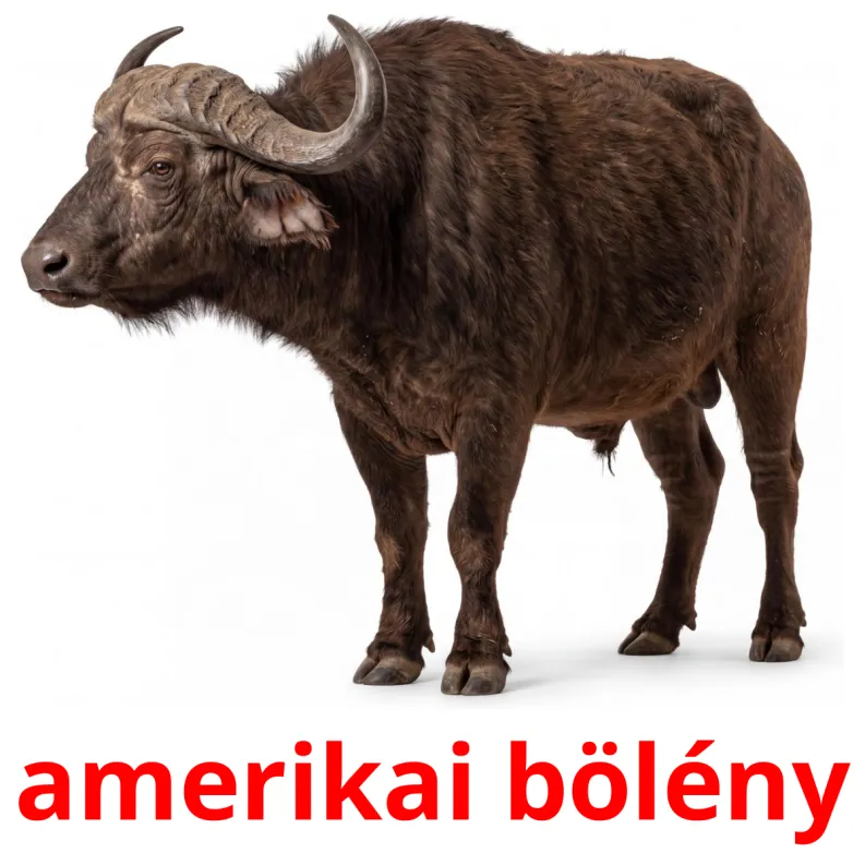 134 FREE Hungarian Animals Flashcards | PDF