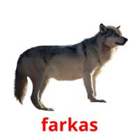 farkas picture flashcards