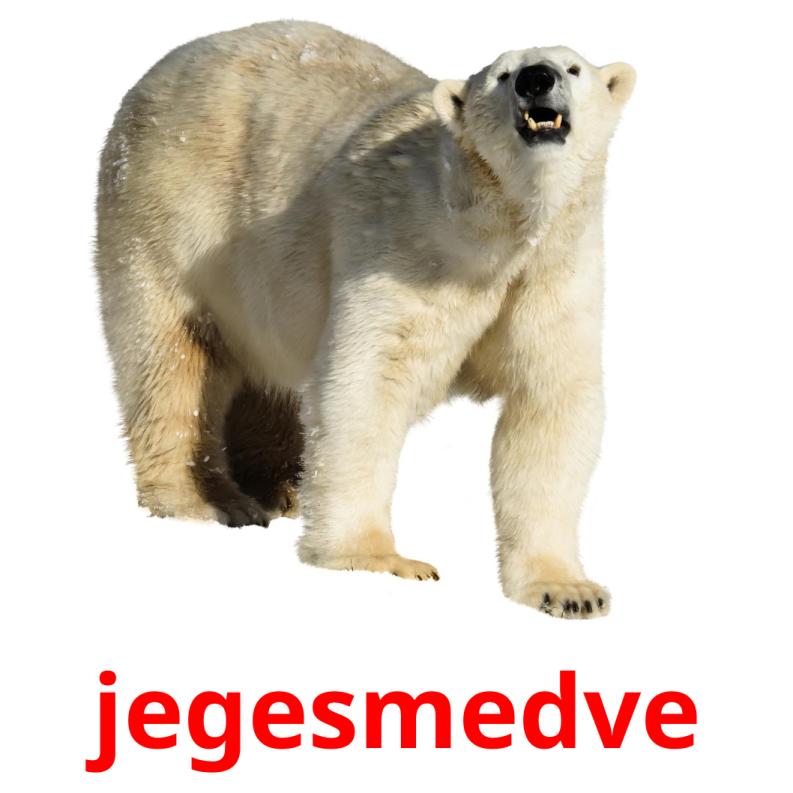 jegesmedve picture flashcards