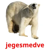 jegesmedve Bildkarteikarten